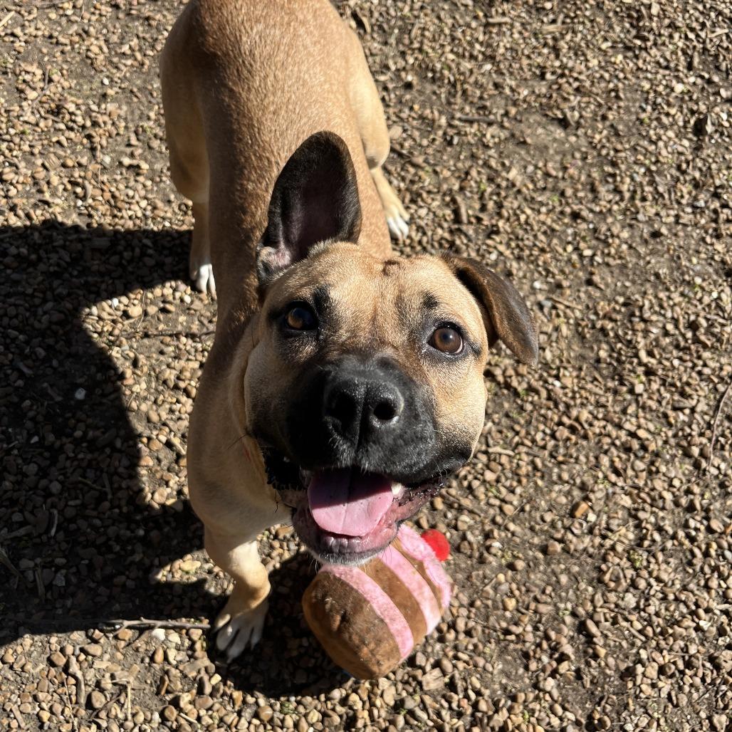 Enlarge Widget, a Adoptable Mixed Breed in Nashville, TN image 3/6