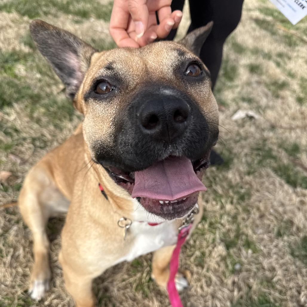 Enlarge Widget, a Adoptable Mixed Breed in Nashville, TN image 4/6