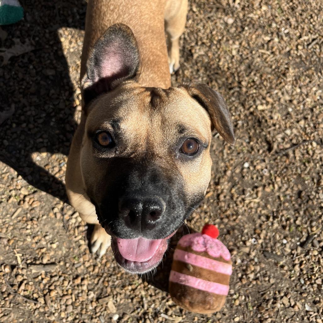 Enlarge Widget, a Adoptable Mixed Breed in Nashville, TN image 6/6