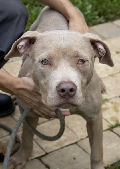 Squirt, Adoptable, Adult Male Mixed Breed & Mixed Breed.