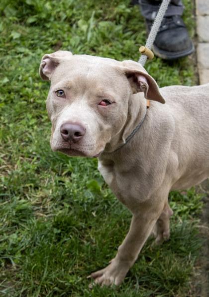 Enlarge Squirt, a Adoptable mixed breed in Fallston, MD image 2/3