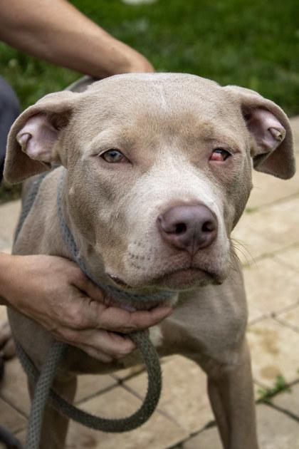 Enlarge Squirt, a Adoptable mixed breed in Fallston, MD image 3/3