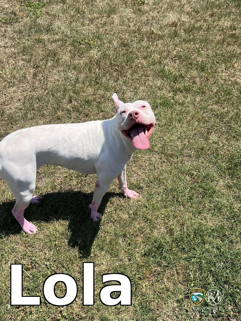 Lola, Adopted, Young Female Pit Bull Terrier.