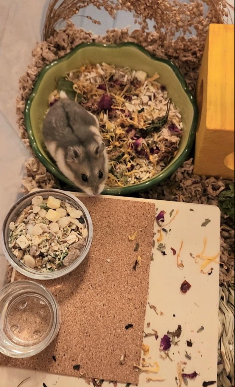 Enlarge Benito, a Adoptable mixed breed in Tucson, AZ image 3/5