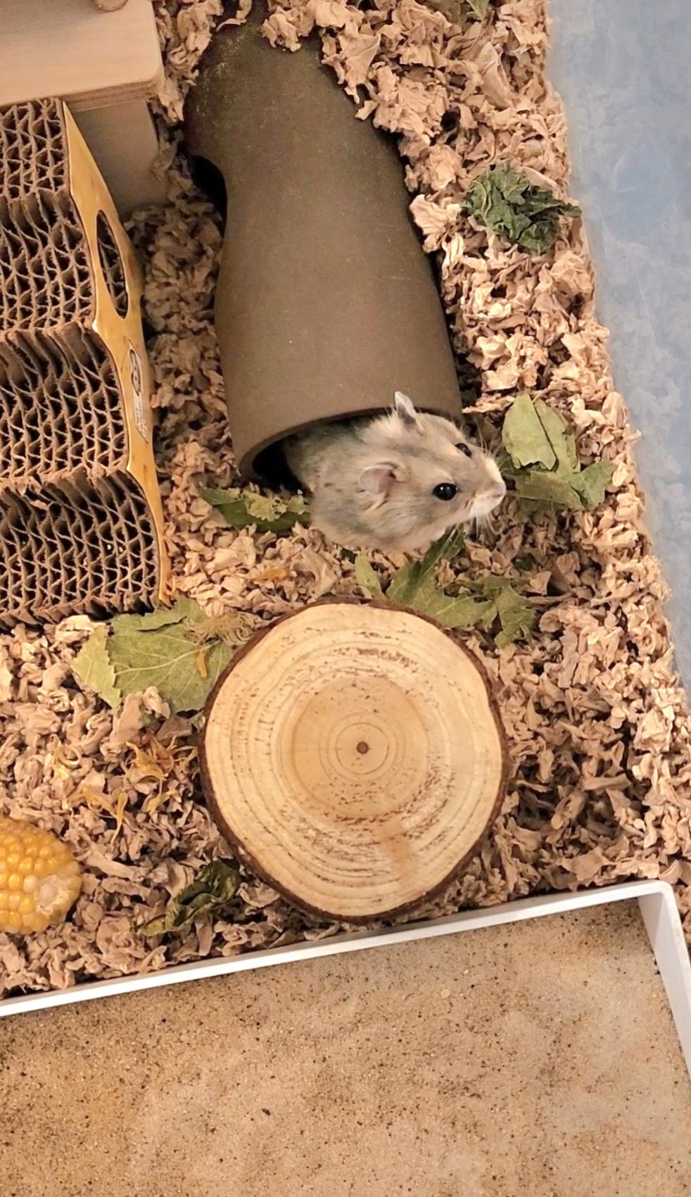 Benito, Adoptable, Young Male Dwarf Hamster & Hamster.