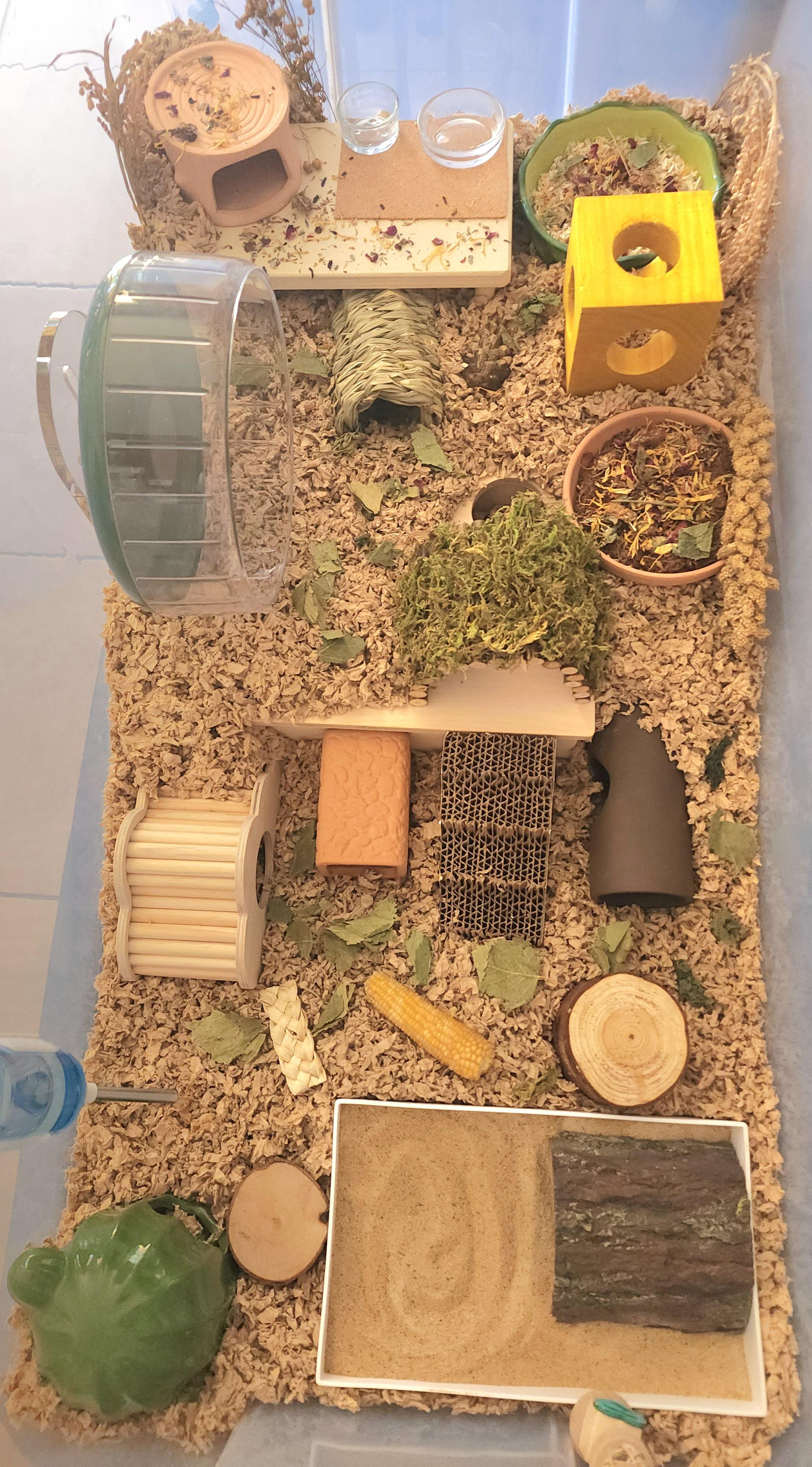 Enlarge Benito, a Adoptable mixed breed in Tucson, AZ image 5/5