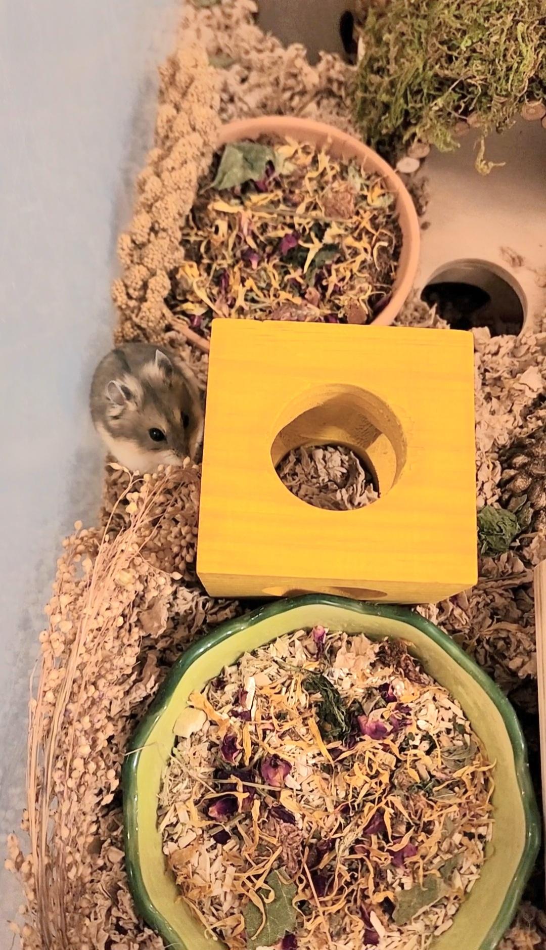 Enlarge Benito, a Adoptable mixed breed in Tucson, AZ image 2/5