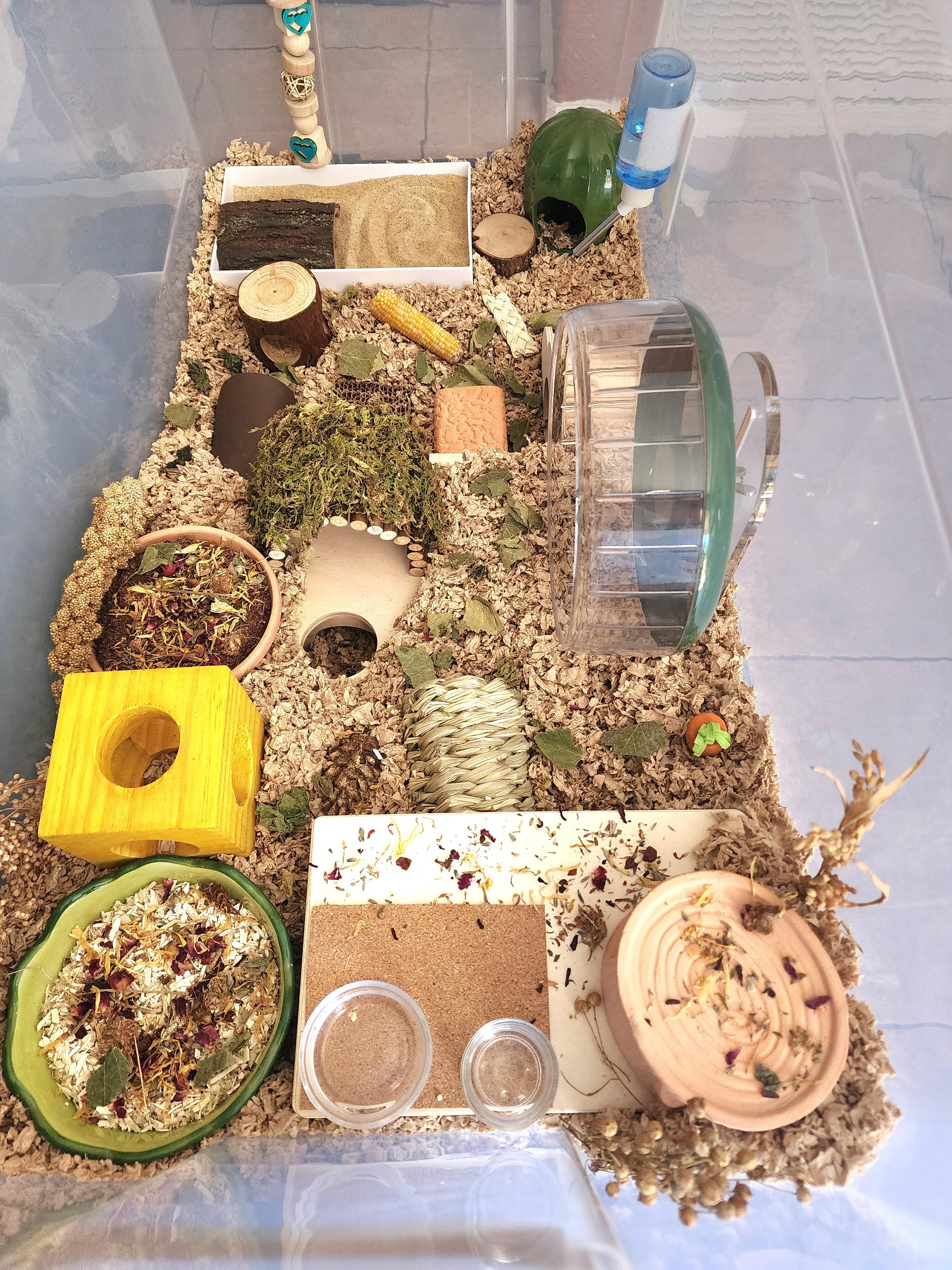 Enlarge Benito, a Adoptable mixed breed in Tucson, AZ image 4/5