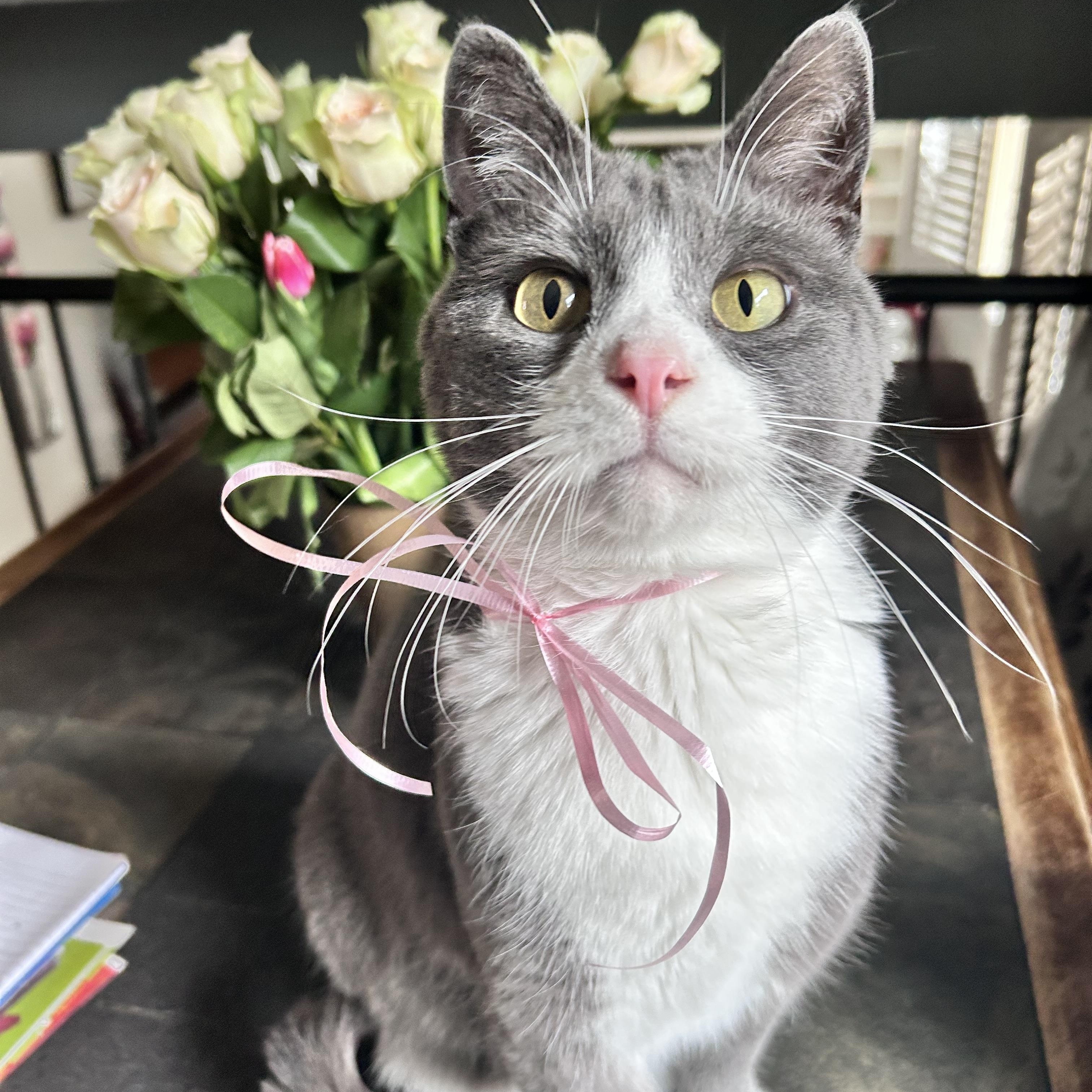 Pom Pom, a ADOPTABLE mixed breed in Etobicoke, ON image 2/6