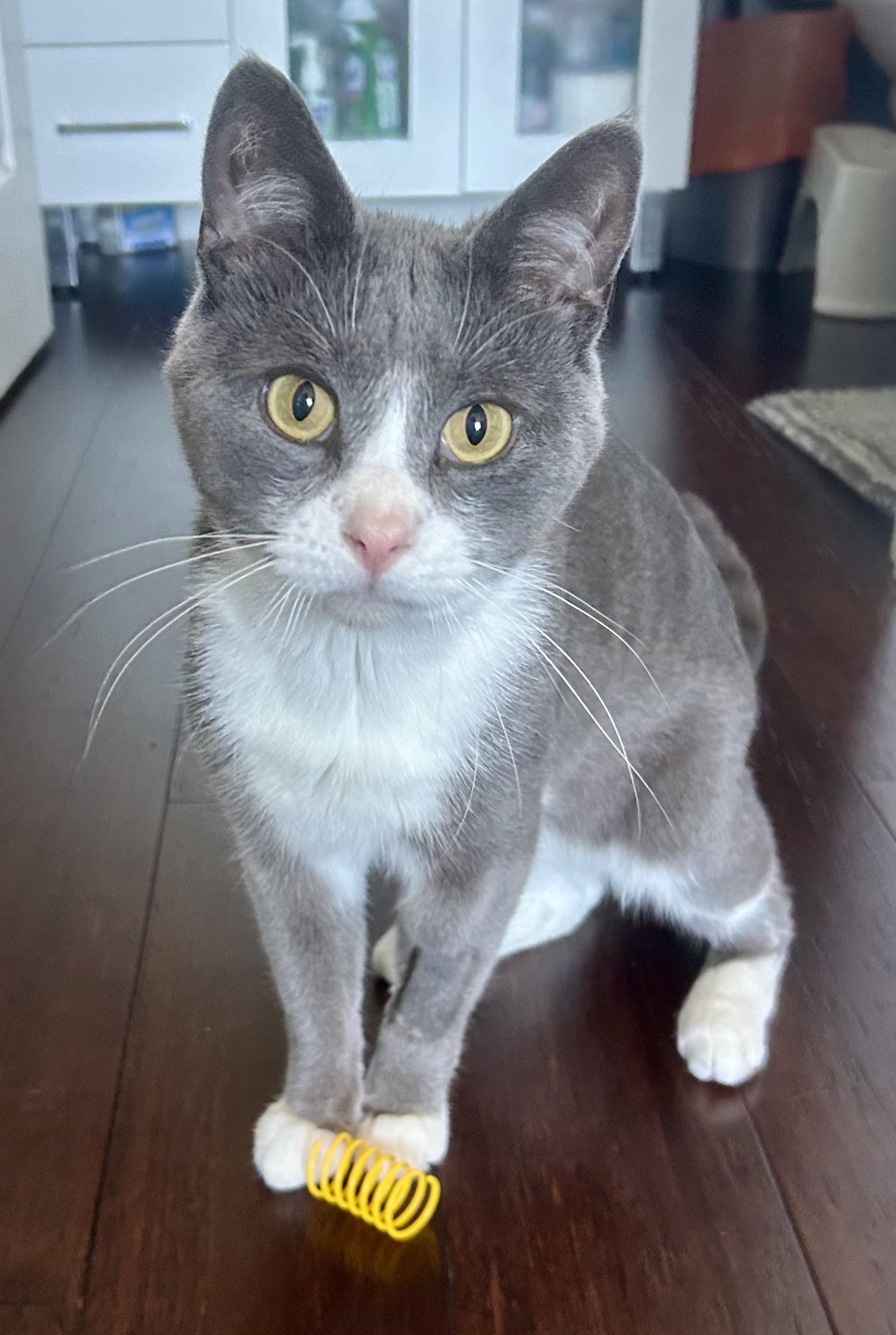 Pom Pom, a ADOPTABLE mixed breed in Etobicoke, ON image 4/6