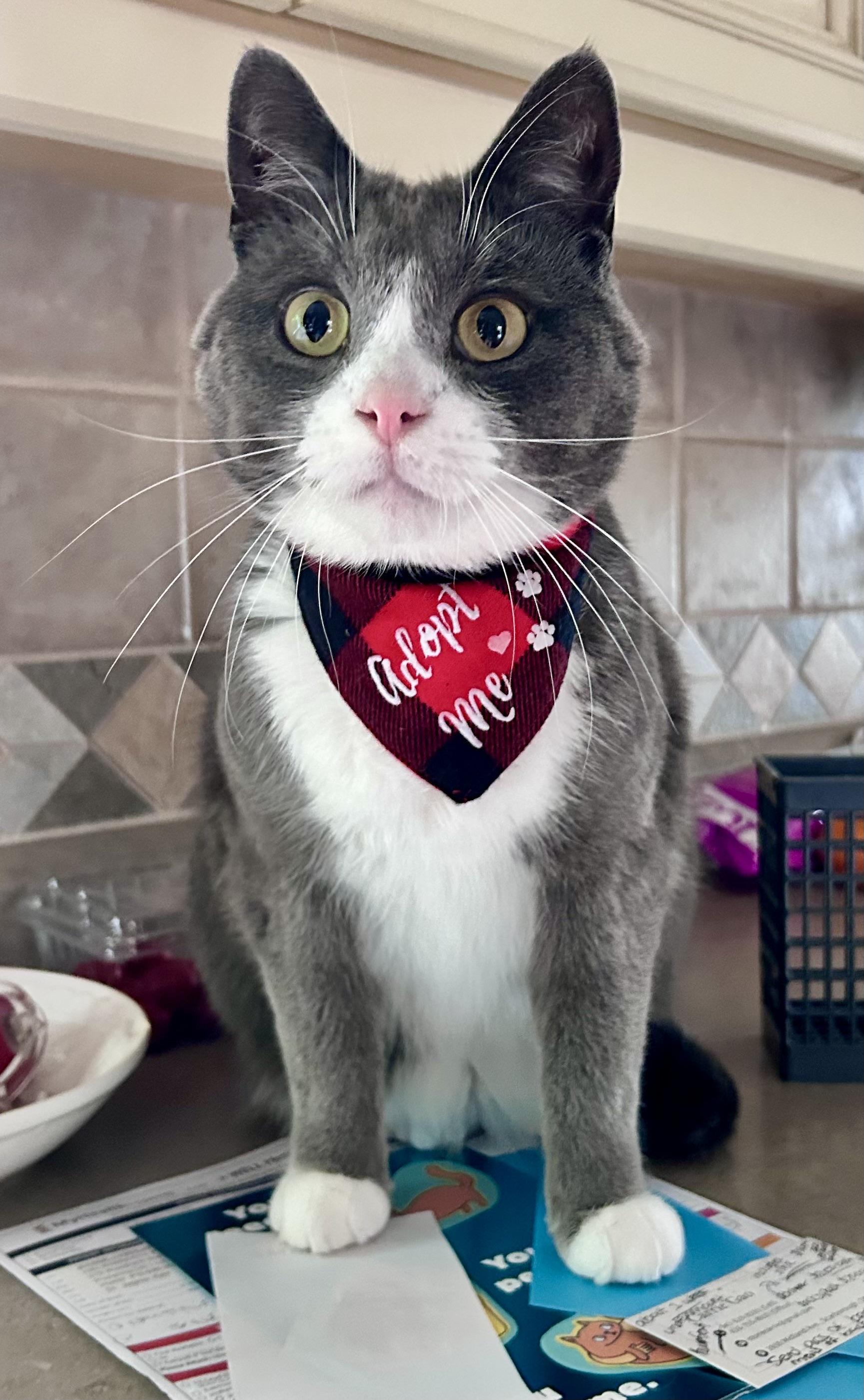 Pom Pom, a ADOPTABLE mixed breed in Etobicoke, ON image 1/6