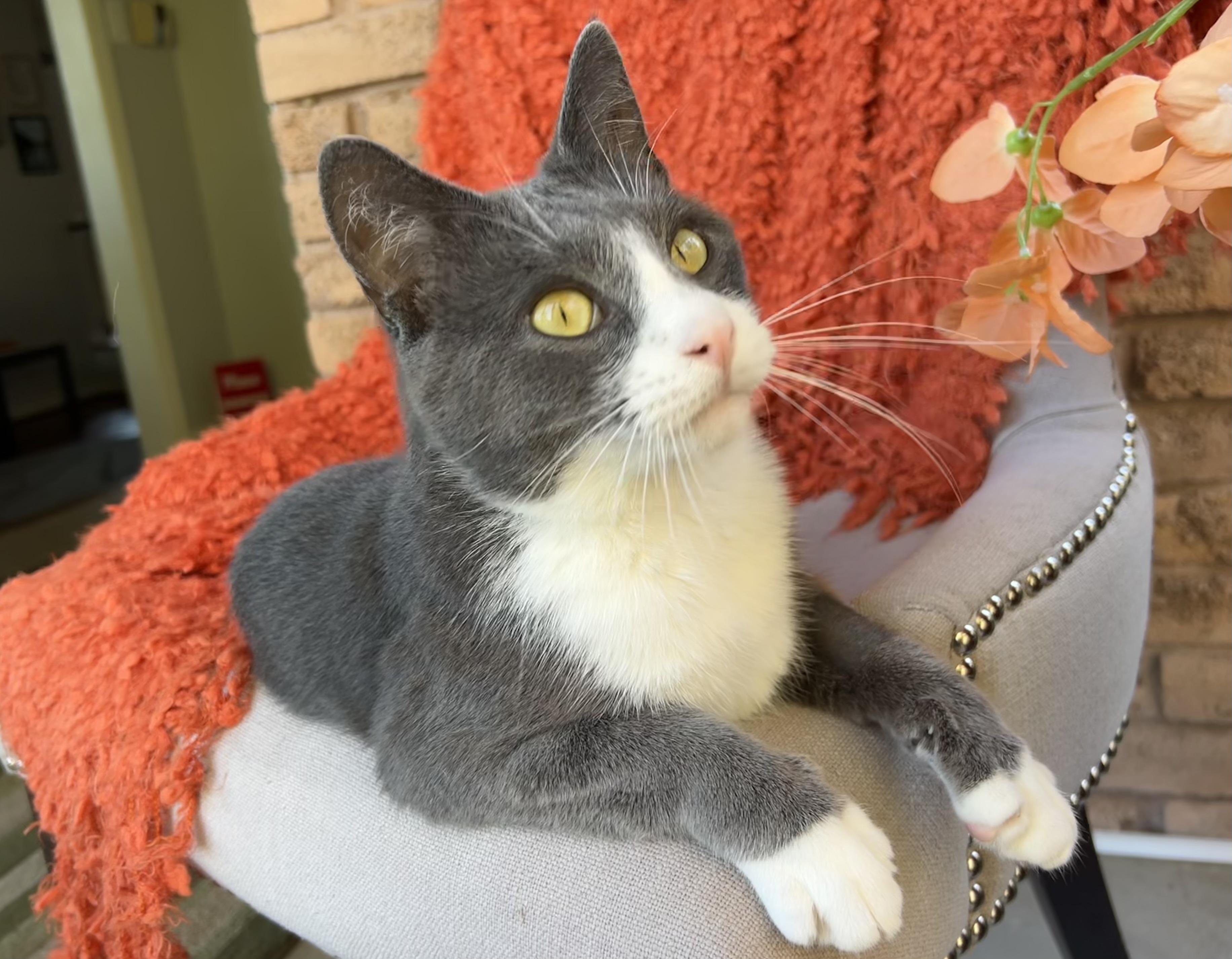 Pom Pom, a ADOPTABLE mixed breed in Etobicoke, ON image 6/6