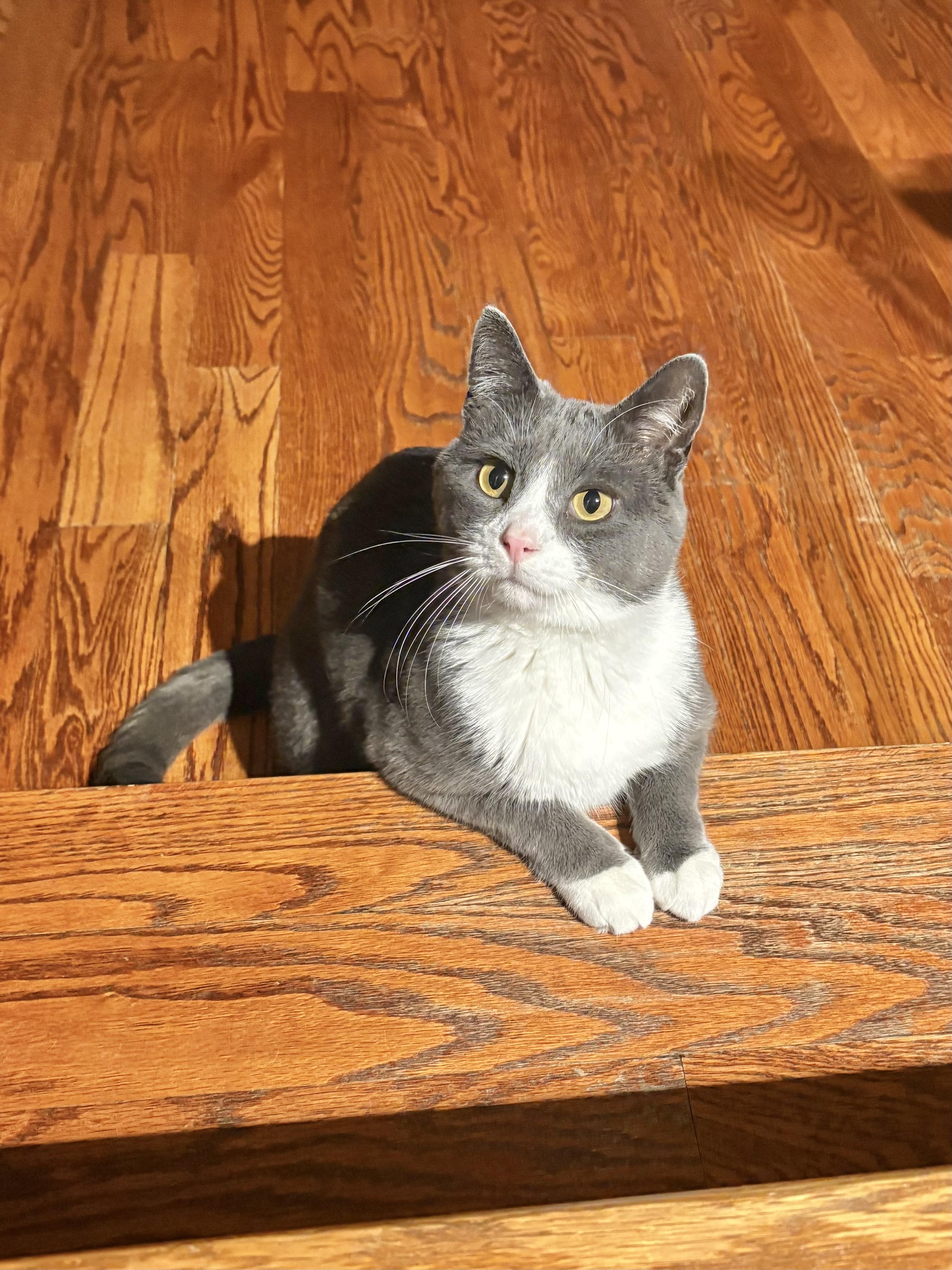Pom Pom, a ADOPTABLE mixed breed in Etobicoke, ON image 5/6