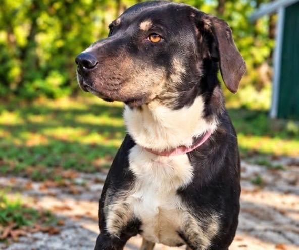 Enlarge Wiggles, a Adoptable mixed breed in Neosho, MO image 1/1