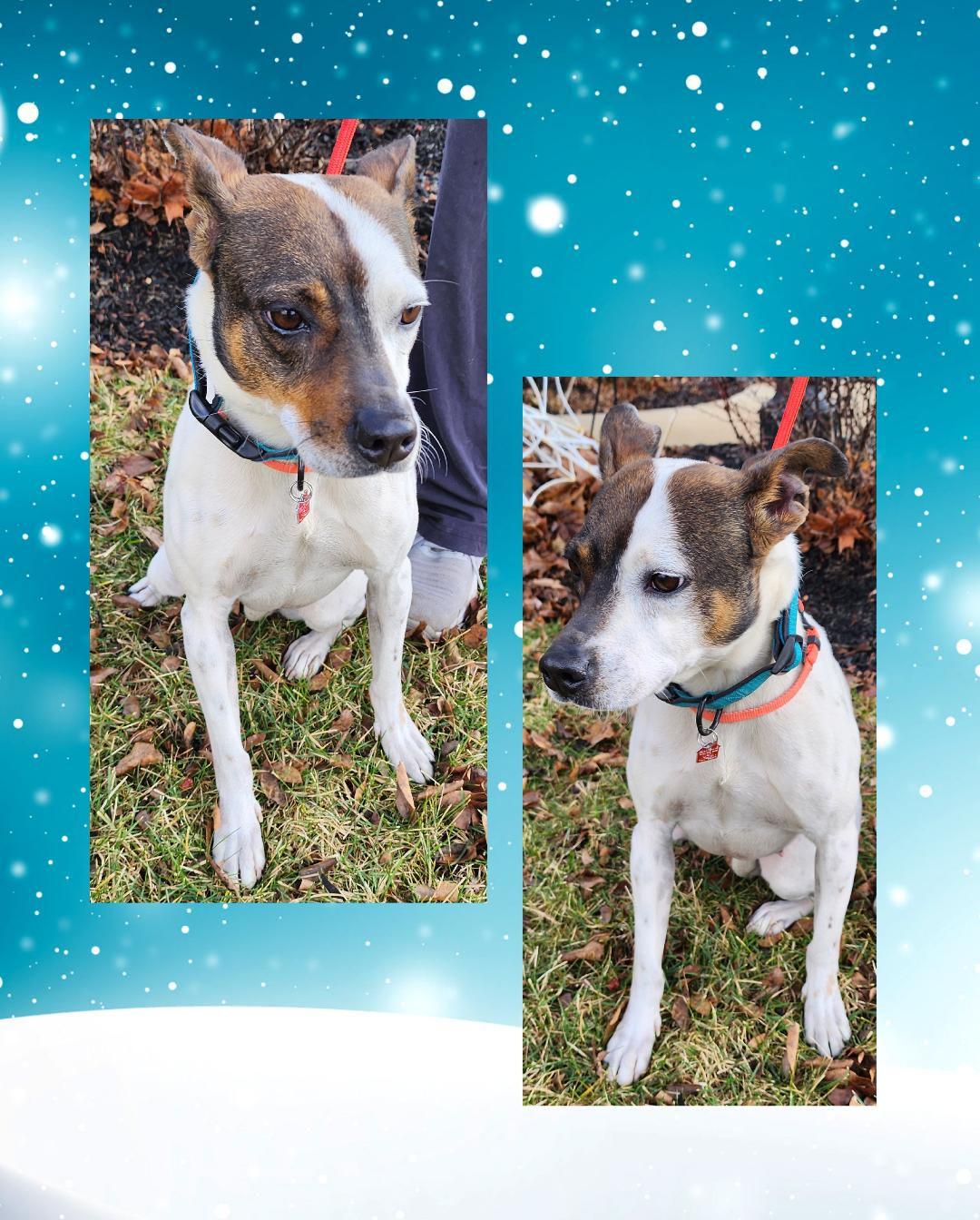 Enlarge Sadie , a Adoptable mixed breed in Lake Geneva, WI image 2/5