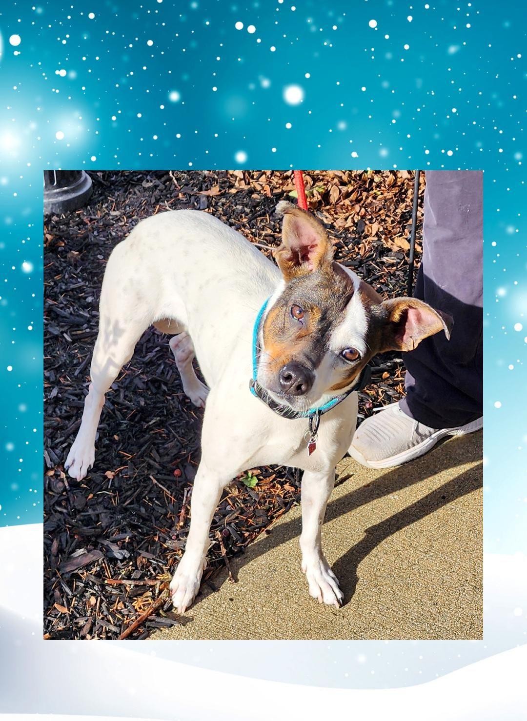 Enlarge Sadie , a Adoptable mixed breed in Lake Geneva, WI image 3/5