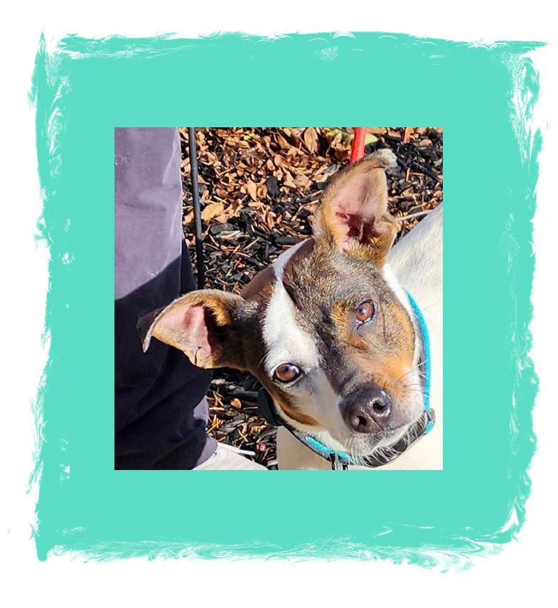 Enlarge Sadie , a Adoptable mixed breed in Lake Geneva, WI image 1/5