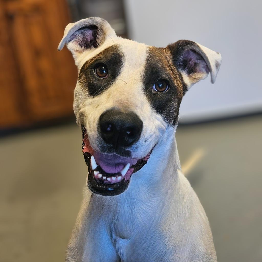 Spud, Adoptable, Young Male Mixed Breed.