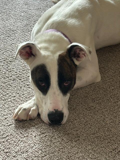 Spud, a Adoptable mixed breed in Barron, WI image 2/4