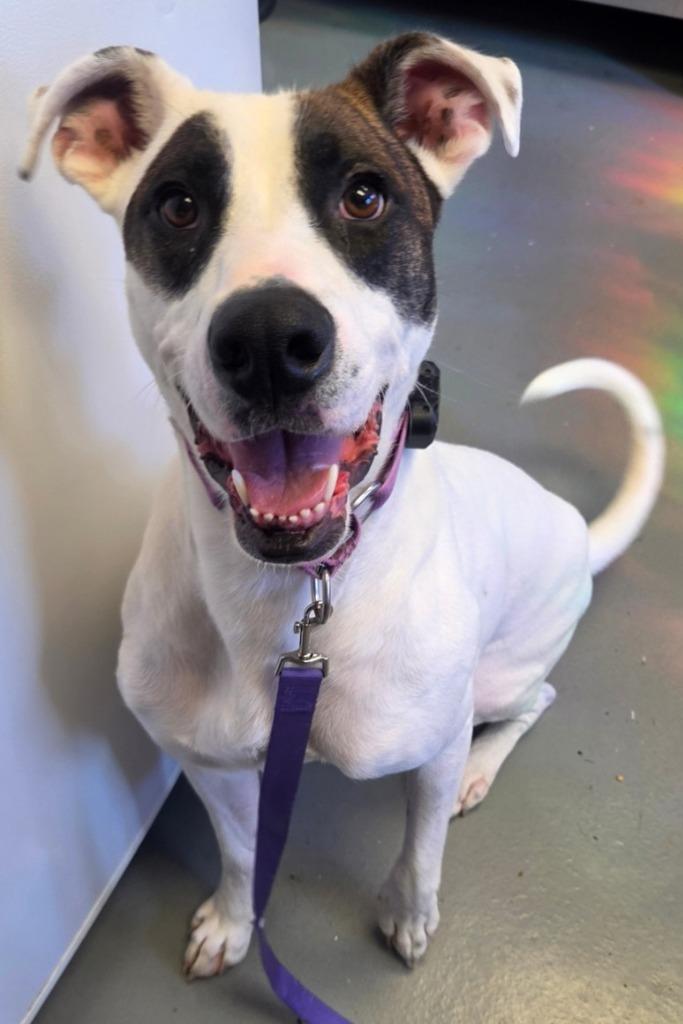 Enlarge Spud, a Adoptable mixed breed in Barron, WI image 3/6