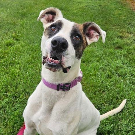 Spud, a Adoptable mixed breed in Barron, WI image 2/3