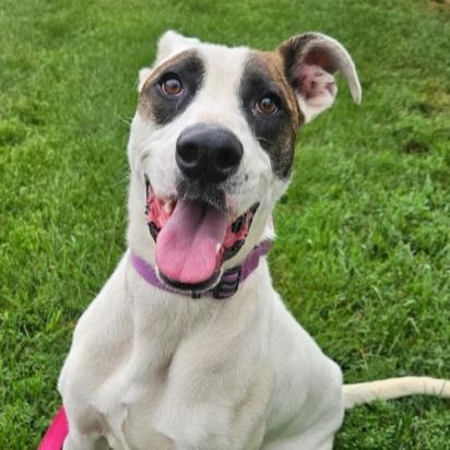 Spud, a Adoptable mixed breed in Barron, WI image 3/3