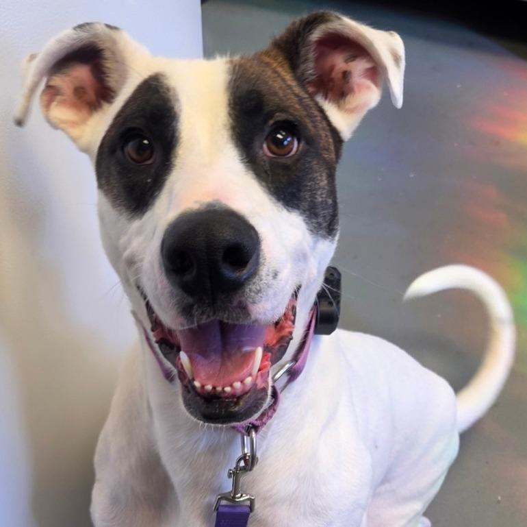 Enlarge Spud, a Adoptable mixed breed in Barron, WI image 6/6