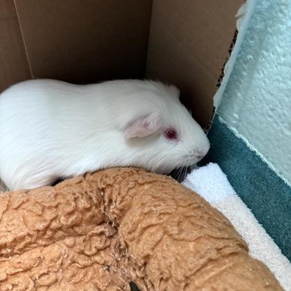 PicklePlate, Adoptable, Adult Male Guinea Pig & Guinea Pig.