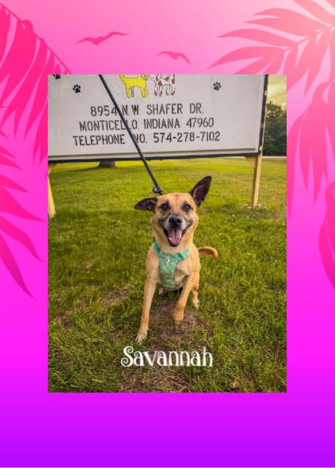 Savannah, ADOPTABLE, Adult Female Shepherd.