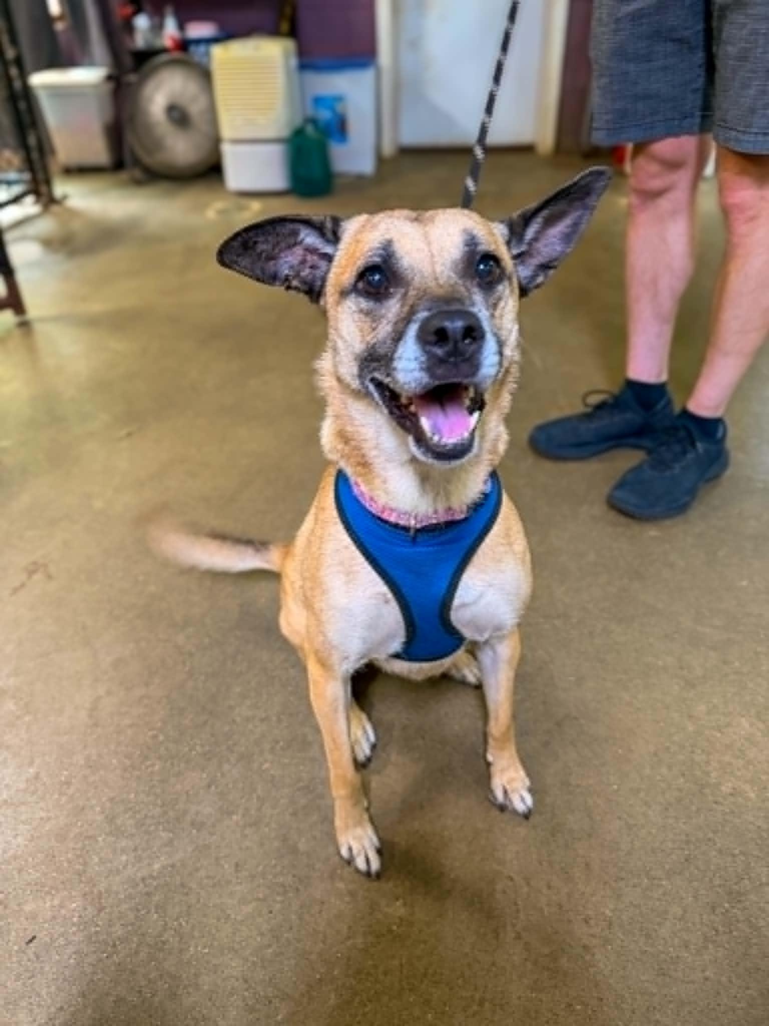 Enlarge Savannah, a Adoptable mixed breed in Monticello, IN image 3/4