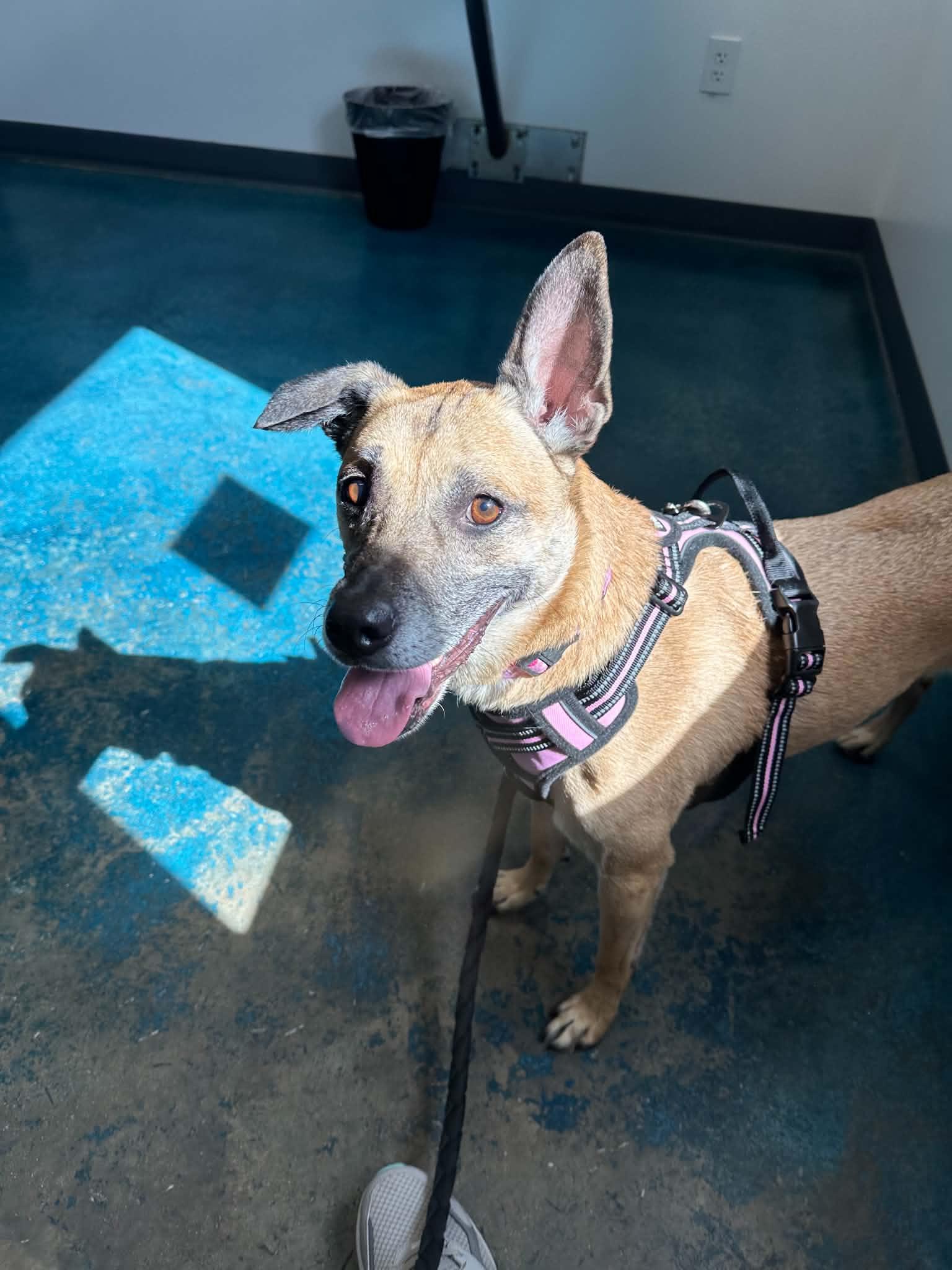 Enlarge Savannah, a Adoptable mixed breed in Monticello, IN image 4/4
