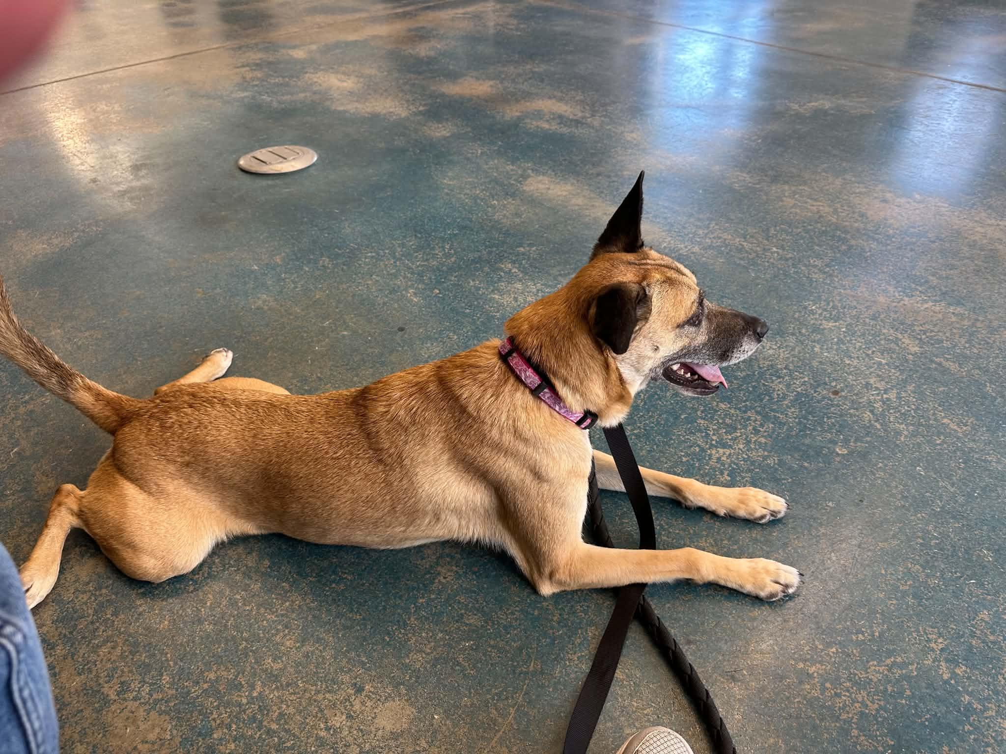 Enlarge Savannah, a Adoptable mixed breed in Monticello, IN image 2/4
