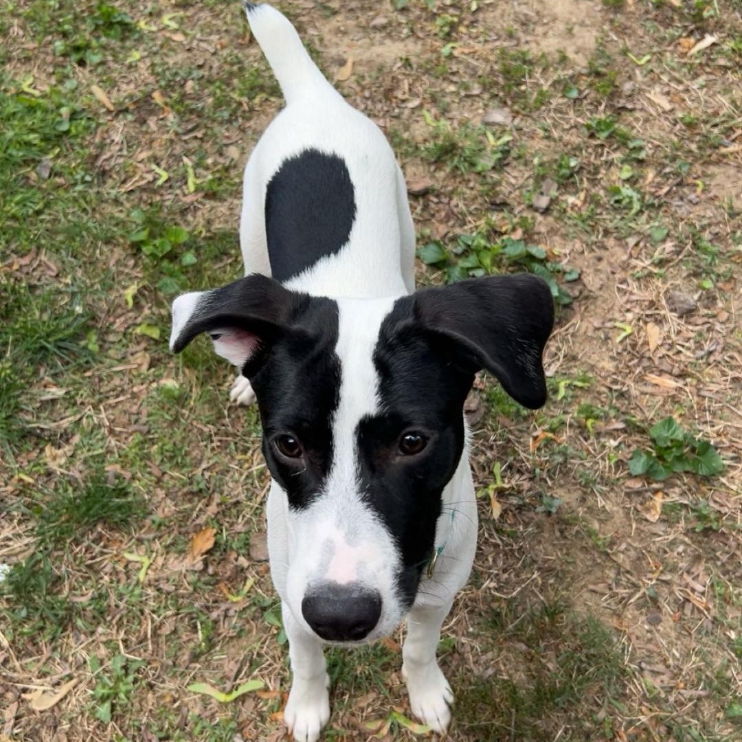 Zorro, a Adoptable mixed breed in Baltimore, MD image 4/6
