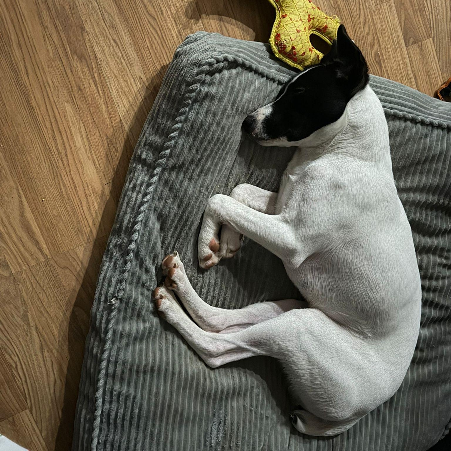 Zorro, a Adoptable mixed breed in Baltimore, MD image 6/6