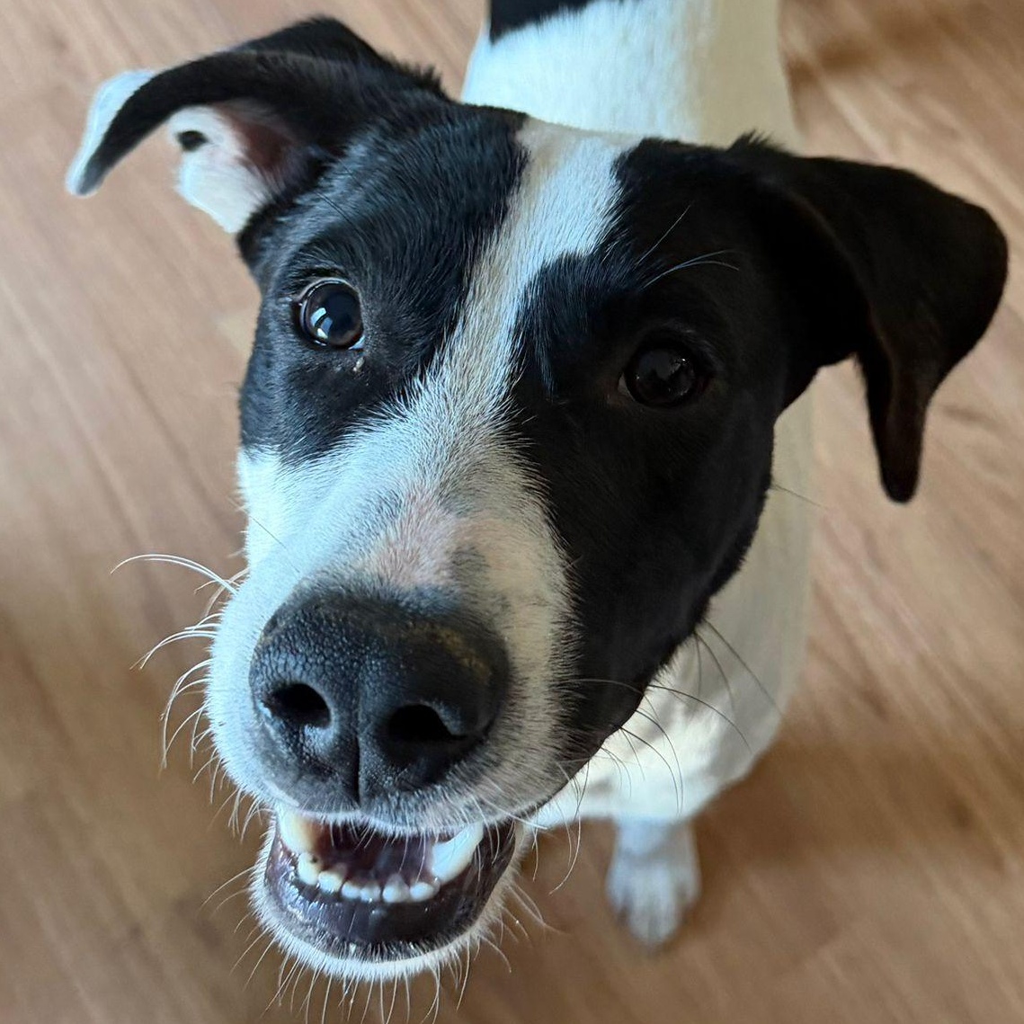 Zorro, a Adoptable mixed breed in Baltimore, MD image 5/6