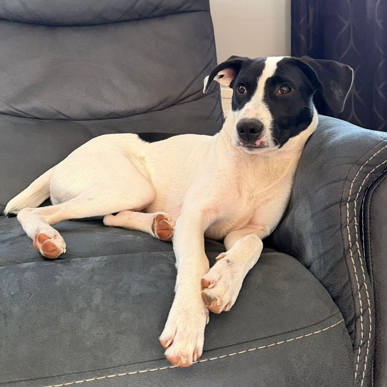 Zorro, Adoptable, Puppy Male Terrier.