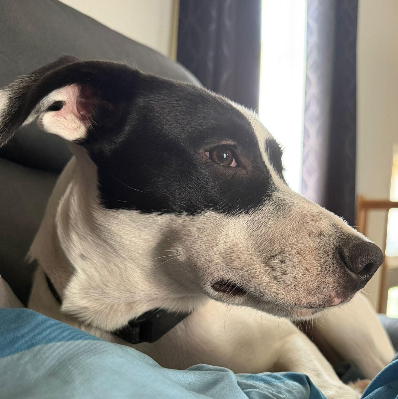 Zorro, a Adoptable mixed breed in Baltimore, MD image 2/6