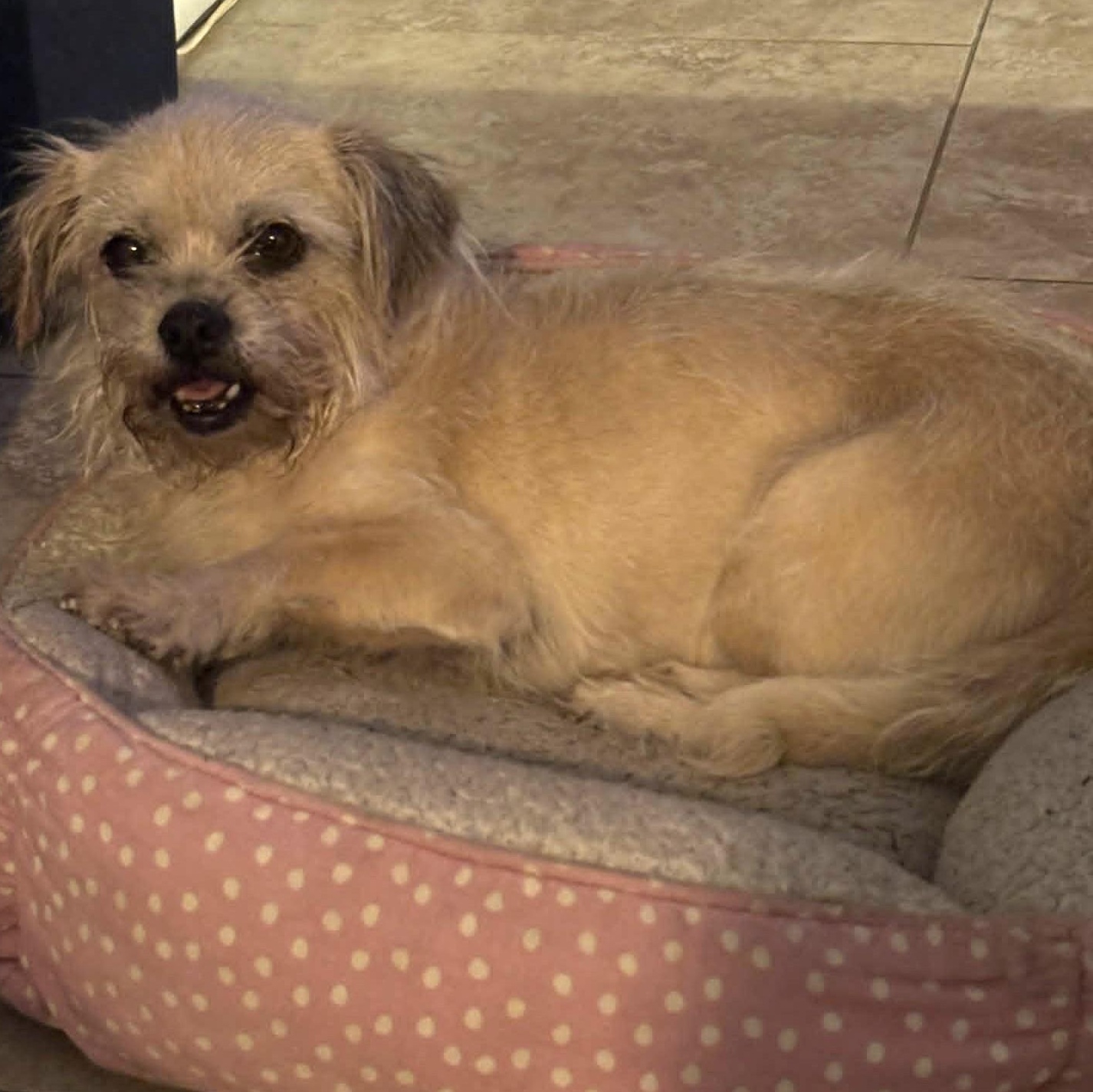 Miley, a ADOPTABLE mixed breed in Marana, AZ image 4/4