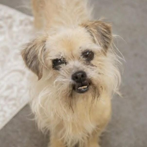 Miley, a ADOPTABLE mixed breed in Marana, AZ image 3/4