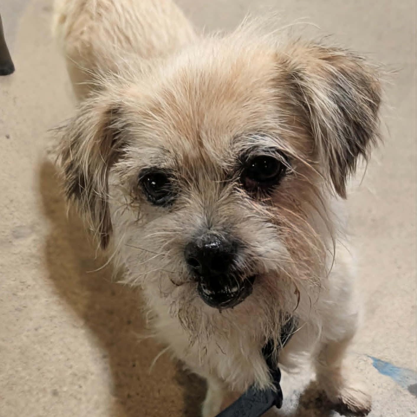 Miley, a ADOPTABLE mixed breed in Marana, AZ image 1/4