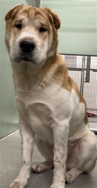 COWBOY, Adoptable, Young Male Shar-Pei & Mixed Breed.