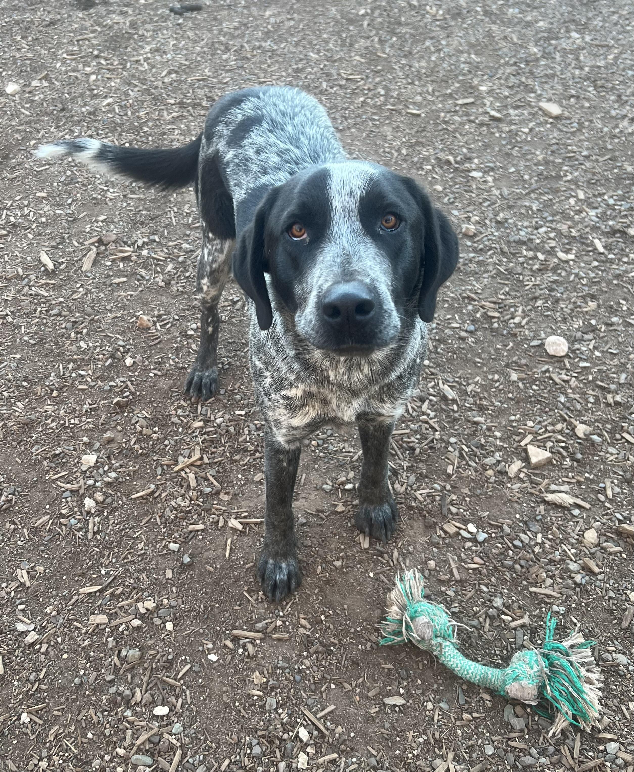 Enlarge Mary Lou, a ADOPTABLE mixed breed in Flagstaff, AZ image 1/1