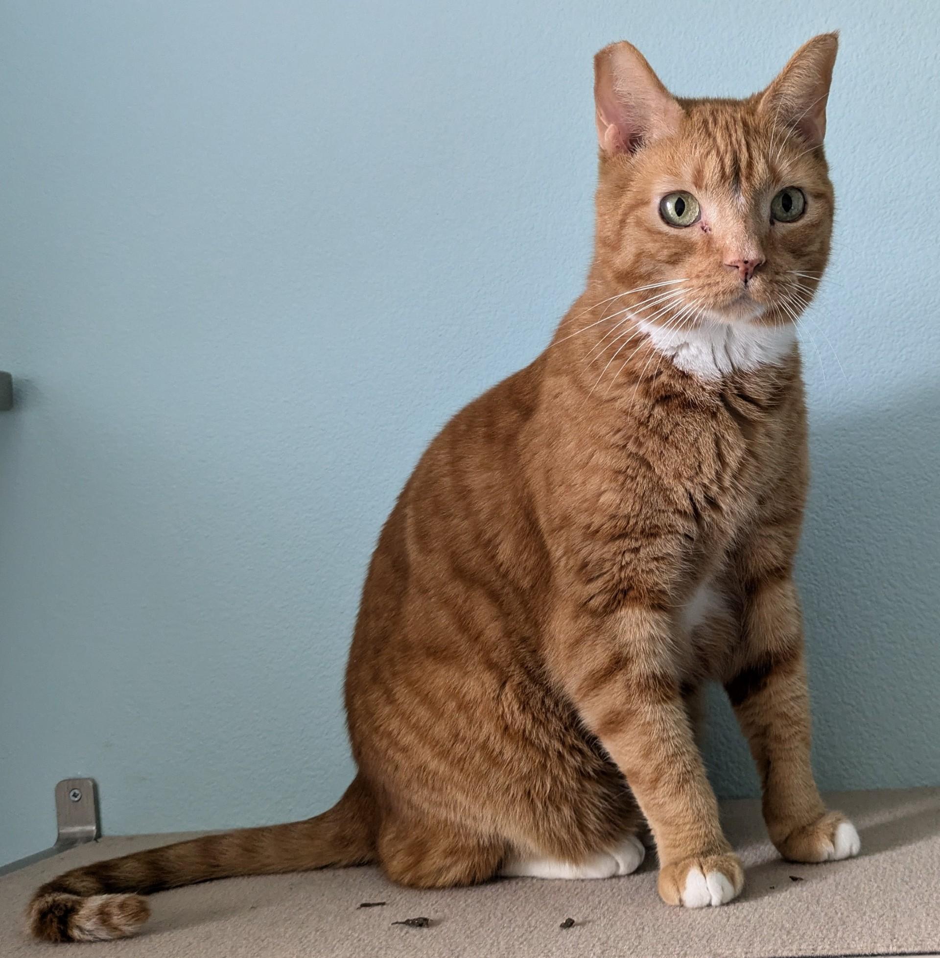 Randi, Adoptable, Adult Male Domestic Short Hair.