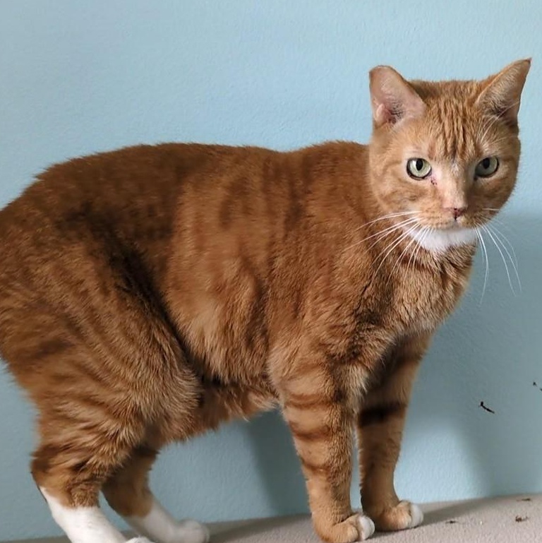 Randi, a Adoptable mixed breed in Silverton, OR image 2/3