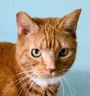 Randi, a Adoptable mixed breed in Silverton, OR image 3/3