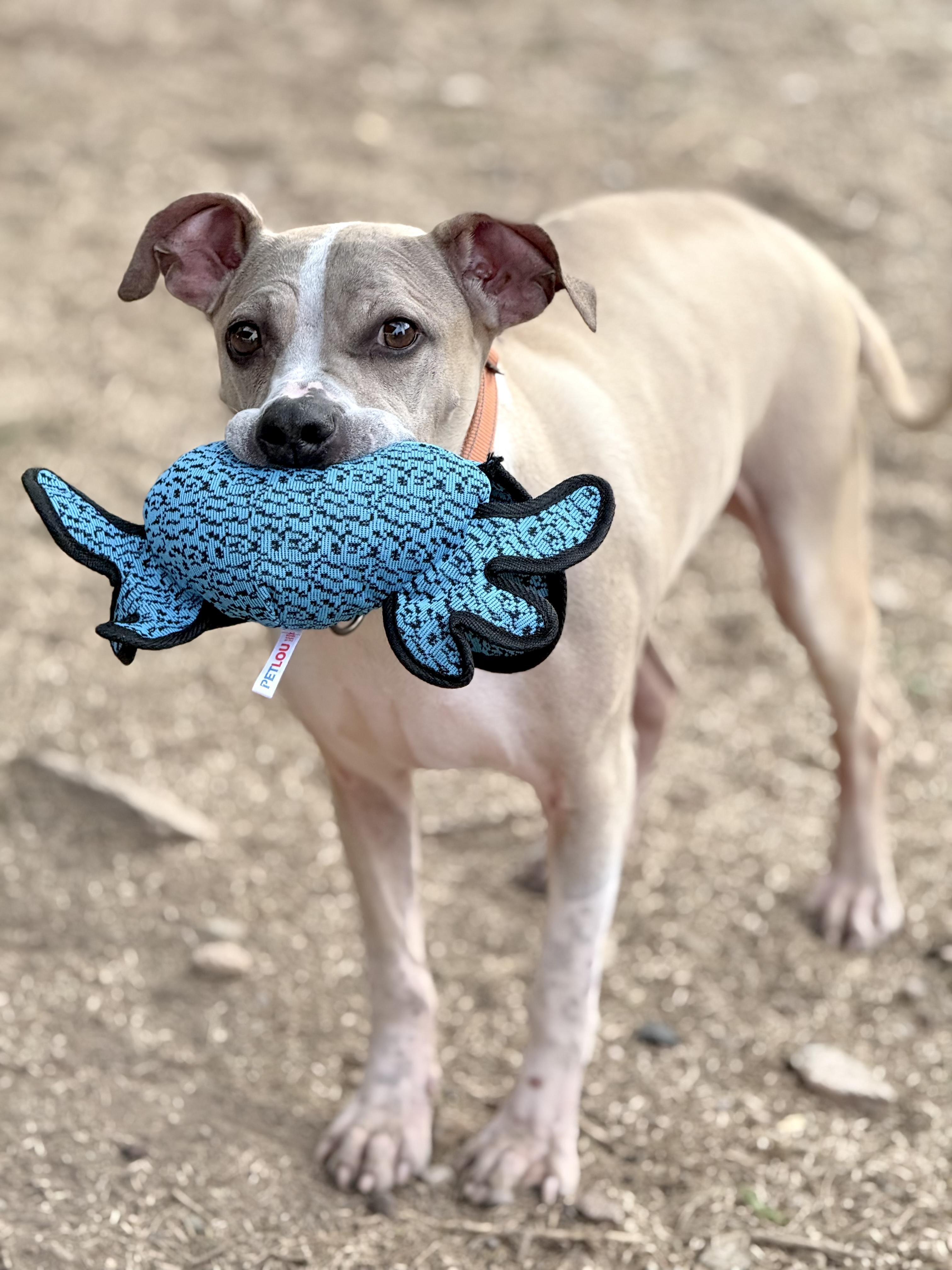 Thomas, a Adoptable mixed breed in Scottsdale, AZ image 3/3