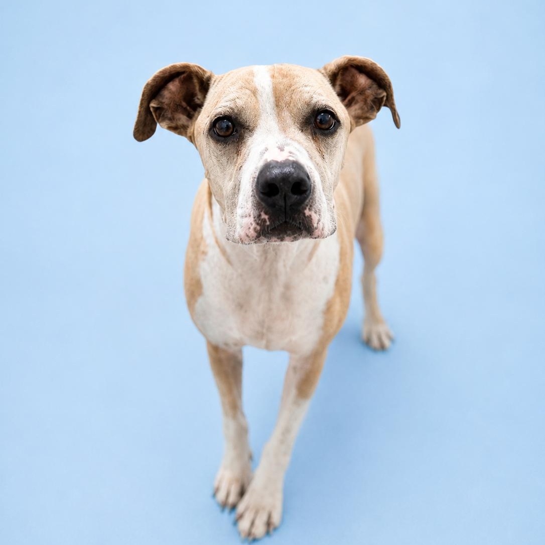 Thomas, Adoptable, Adult Male Pit Bull Terrier.