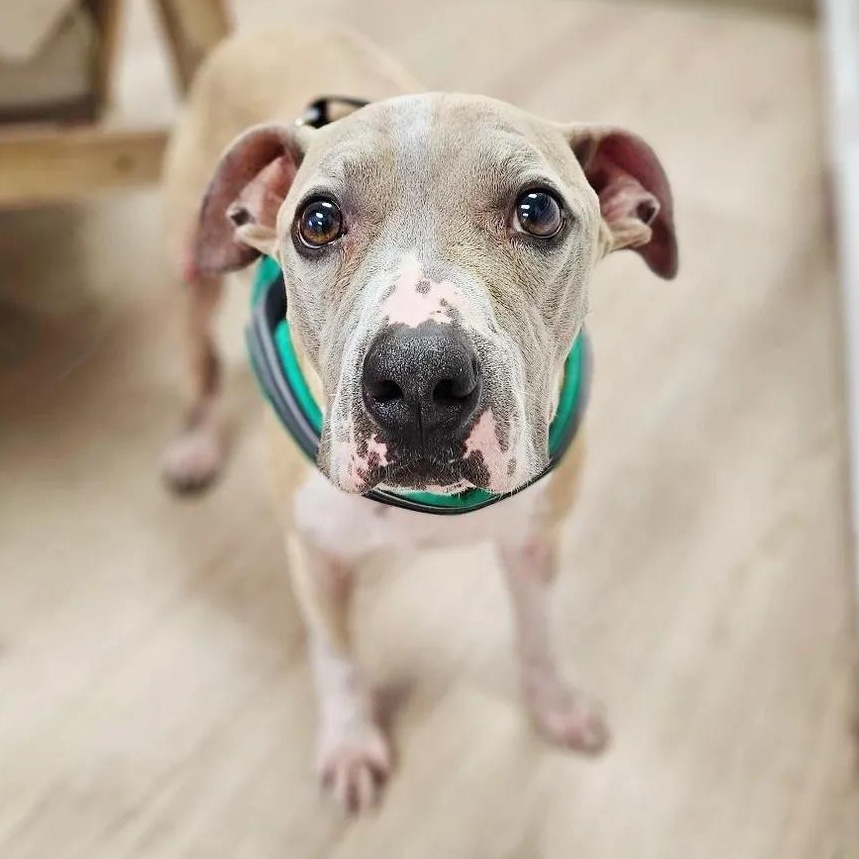 Thomas, Adoptable, Young Male Shar-Pei.