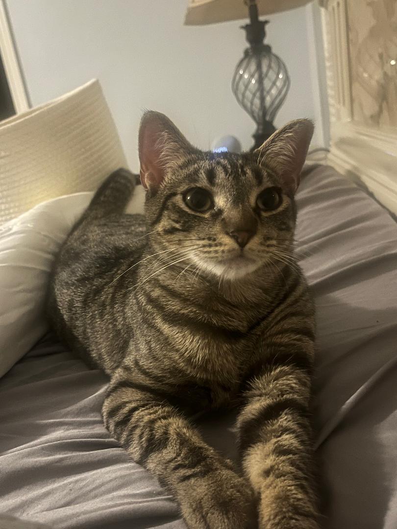 Enlarge Tater Tot, a ADOPTABLE Tabby in Macomb, MI image 1/1