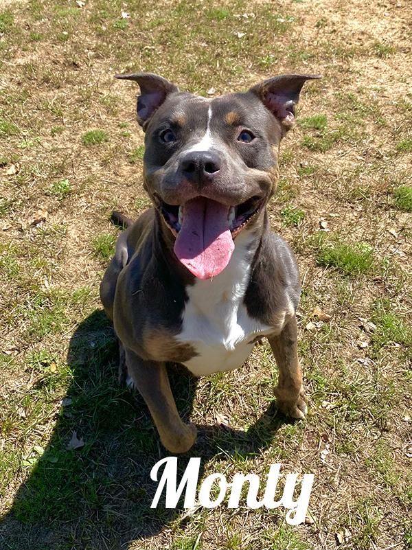Monty, ADOPTABLE, Adult Male American Bully.